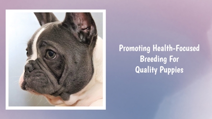 Tralinka French Bulldogs Hero Image