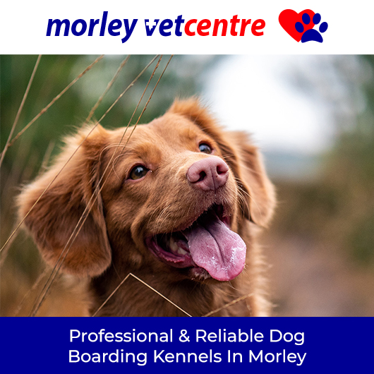 Morley Vet Boarding