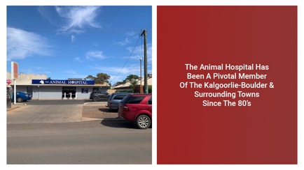 The Animal Hospital Hero Image