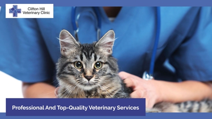 Clifton Hill Veterinary Clinic Hero Image