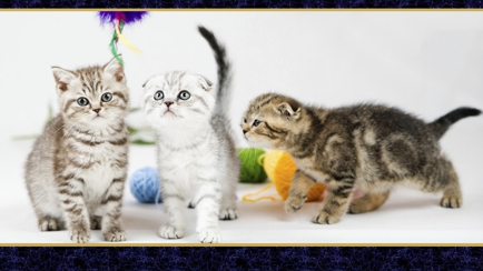 Canterbury Tails Boutique Boarding Cattery Hero Image
