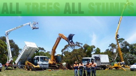 All Trees All Stumps Hero Image