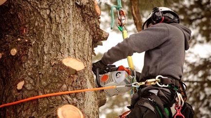 Livingstone Tree Service Hero Image