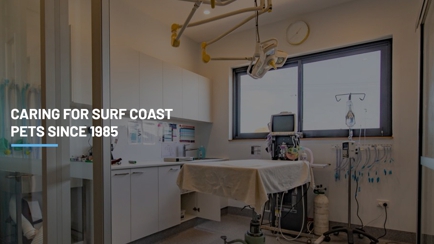 Torquay and Surfcoast Veterinary Clinics Hero Image