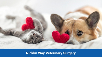 Nicklin Way Veterinary Surgery Hero Image