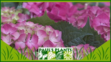 Paul's Plants Hero Image