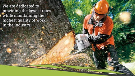 Horizon Total Tree Service Hero Image