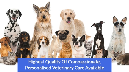 Halls Head Small Animal Clinic Hero Image
