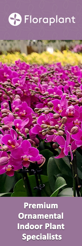 Flora Plant
