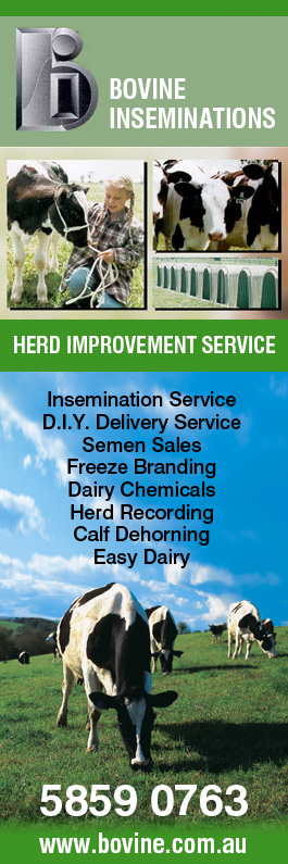 Bovine Inseminations