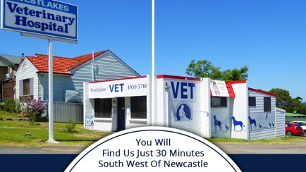 Westlakes Veterinary Hospital Hero Image