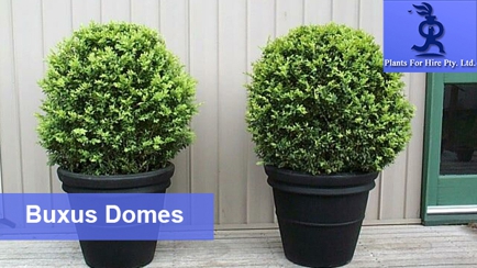 Plants For Hire Pty Ltd Hero Image