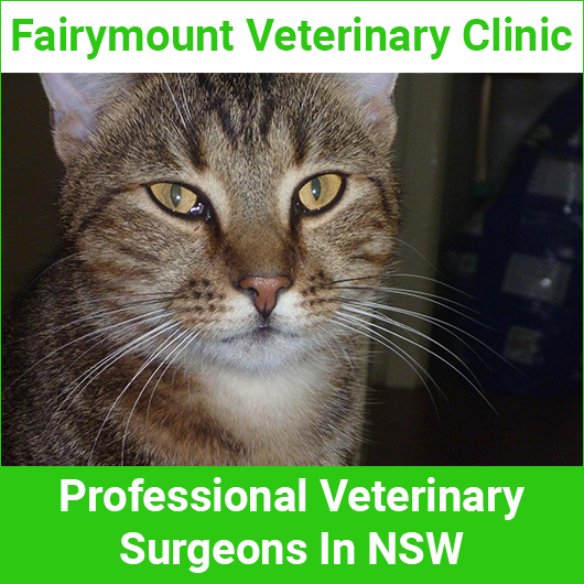 Fairymount Veterinary Clinic