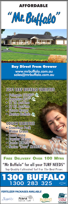Affordable Mr Buffalo