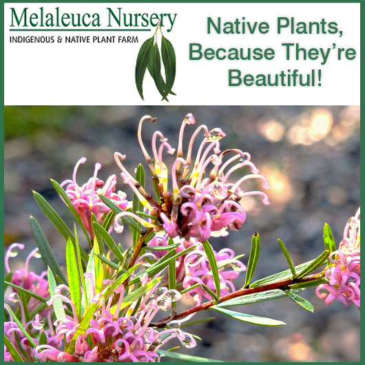 Melaleuca Nursery