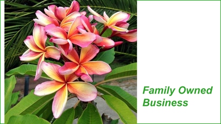 Premier Palms Nursery Hero Image