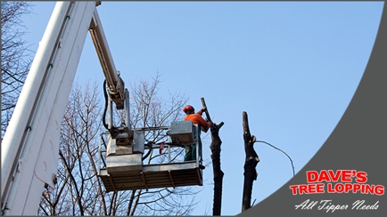 Dave's Tree Lopping & All Green Waste Removals Hero Image