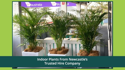 Jindalee Indoor Plant Service Hero Image