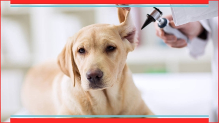 Barossa Veterinary Surgery Hero Image