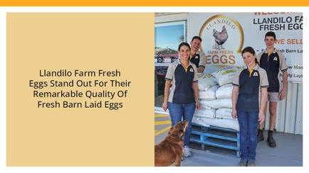 Llandilo Farm Fresh Eggs Hero Image