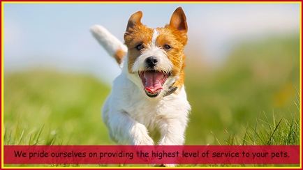 Clematis Boarding Kennels Hero Image