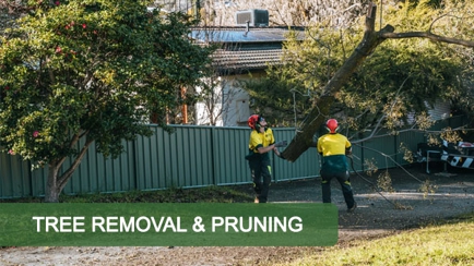 Curtis Tree Lopping Specialists Hero Image