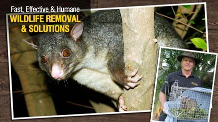 Peter The Possum & Birdman Pty Ltd Hero Image