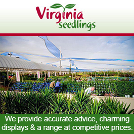 Virginia Seedlings