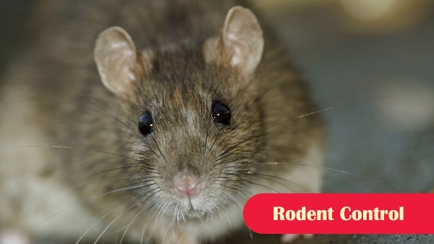 Port Phillip Pest Control Hero Image