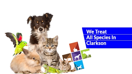 The Veterinary Hospital North Hero Image