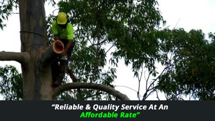 A Accurate Tree Services Hero Image