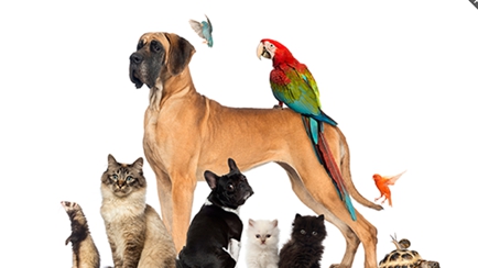 Duke Street Vet Hero Image
