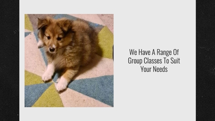 Lana's Dog Training Hero Image