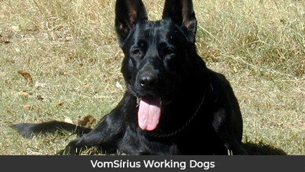 VomSirius Working Dogs Hero Image
