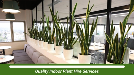 D&L Indoor Plant Hire & Garden Maintenance Hero Image