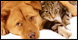 Lake Murray Village Veterinary Clinic logo