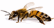 Canady's Termite & Pest Control - Vass, NC