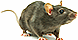 Canady's Termite & Pest Control - Vass, NC