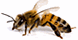 T.ex.s. Total Extermination Services - Augusta, MO
