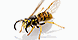 SWAT Pest Control - Mooringsport, LA