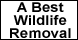 A Best Wildlife Removal - Franklin, IN