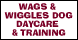 Wags & Wiggles Dog Day Care - Rancho Santa Margarita, CA