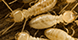 Alternative Pest Management - Derby, KS