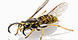 Southern Termite & Pest Control - West Helena, AR