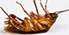 Buzz Pest Control, LLC - Maylene, AL