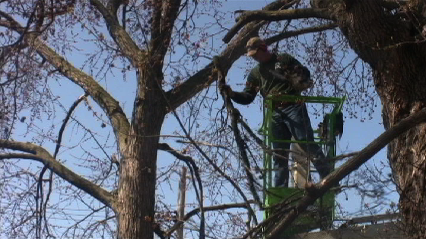 Handy Feller Tree Service gallery