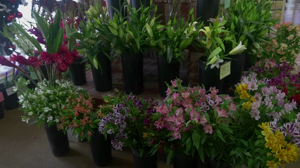 Visser's Florist & Greenhouses - Plants
