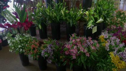 Visser's Florist & Greenhouses - Florists