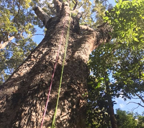 Roots 2 Leaves Tree Services Pty Ltd - Swan Reach, VIC