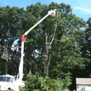 Salafia Tree Service - Tree Service